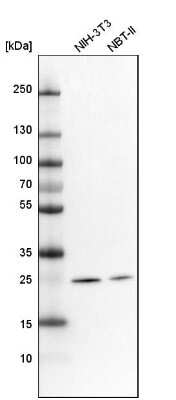 Western Blot MRPS34 Antibody - BSA Free