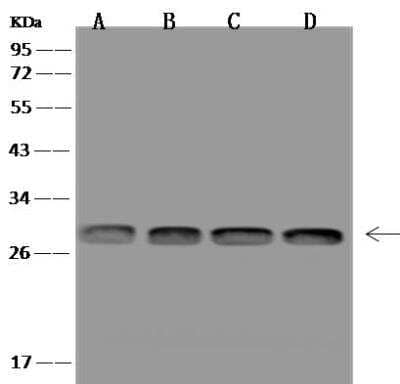 Western Blot: MRPS34 Antibody [NBP3-12672] - Lane A: Hela Whole Cell LysateLane B: A549 Whole Cell LysateLane C: Jurkat Whole Cell LysateLane D: HT-29 Whole Cell LysateLysates/proteins at 30 ug per lane.SecondaryGoat Anti-Rabbit IgG (H+L)/HRP at 1/10000 dilution.Developed using the ECL technique.Performed under reducing conditions.Predicted band size:25 kDaObserved band size:27 kDa