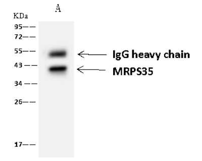 Immunoprecipitation: MRPS35 Antibody [NBP2-98524] - MRPS35 was immunoprecipitated using: Lane A: 0.5 mg A549 Whole Cell Lysate 4 ul anti-MRPS35 rabbit polyclonal antibody and 60 ug of Immunomagnetic beads Protein A/G.  Primary antibody: Anti-MRPS35 rabbit polyclonal antibody, at 1:100 dilution. Secondary antibody: Goat Anti-Rabbit IgG (H+L)/HRP at 1/10000 dilution. Developed using the ECL technique. Performed under reducing conditions. Predicted band size: 37 kDa. Observed band size: 37 kDa