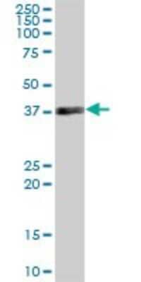 Western Blot: MRPS35 Antibody [H00060488-B02P] - Analysis of MRPS35 expression in human placenta.