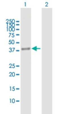 Western Blot: MRPS35 Antibody [H00060488-B02P] - Analysis of MRPS35 expression in transfected 293T cell line by MRPS35 polyclonal antibody.  Lane 1: MRPS35 transfected lysate(35.53 KDa). Lane 2: Non-transfected lysate.