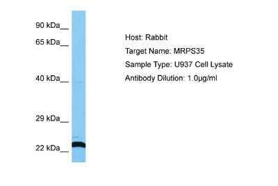 Western Blot: MRPS35 Antibody [NBP2-87839] - Host: Rabbit. Target Name: MRPS35. Sample Tissue: Human U937 Whole Cell lysates. Antibody Dilution: 1ug/ml