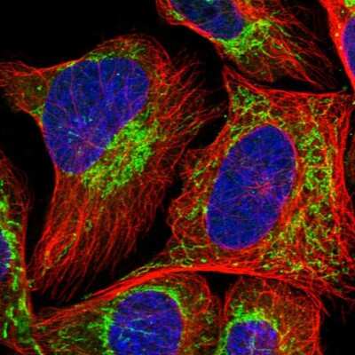 Immunocytochemistry/ Immunofluorescence MRPS36 Antibody