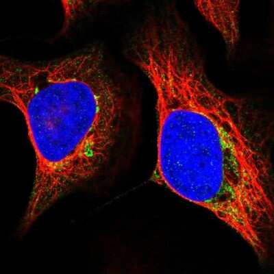 Immunocytochemistry/Immunofluorescence: MRPS5 Antibody [NBP2-47367] - Immunofluorescent staining of human cell line U-2 OS shows localization to mitochondria.