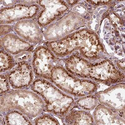 Immunohistochemistry-Paraffin: MRPS5 Antibody [NBP2-47367] - Analysis of human kidney shows strong cytoplasmic positivity in cells in tubules.