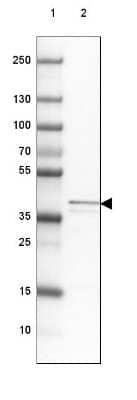 Western Blot MRPS5 Antibody - BSA Free