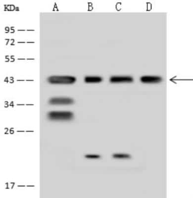 Western Blot: MRPS5 Antibody [NBP2-98525] - Anti-MRPS5 rabbit polyclonal antibody at 1:500 dilution. Lane A: A431 Whole Cell Lysate Lane B: H1299 Whole Cell Lysate Lane C: HeLa Whole Cell Lysate Lane D: HepG2 Whole Cell Lysate Lysates/proteins at 30 ug per lane. Secondary Goat Anti-Rabbit IgG (H+L)/HRP at 1/10000 dilution. Developed using the ECL technique. Performed under reducing conditions. Predicted band size: 48 kDa. Observed band size: 45 kDa