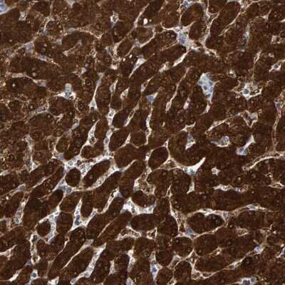 Immunohistochemistry-Paraffin: MRPS7 Antibody [NBP1-81029] - Staining of human liver shows strong cytoplasmic positivity in hepatocytes.