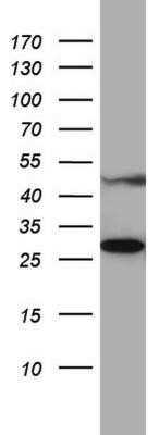 Western Blot: MRPS7 Antibody (OTI5E11) - Azide and BSA Free [NBP2-72789] - Analysis of A549 cell lysate (35ug) by