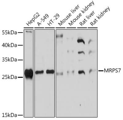 Western Blot: MRPS7 Antibody [NBP3-15524] - Western blot analysis of extracts of various cell lines, using MRPS7 Rabbit pAb (NBP3-15524) at 1:1000 dilution. Secondary antibody: HRP Goat Anti-Rabbit IgG (H+L) at 1:10000 dilution. Lysates/proteins: 25ug per lane. Blocking buffer: 3% nonfat dry milk in TBST. Detection: ECL Basic Kit. Exposure time: 90s.