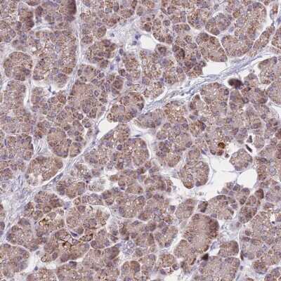 Immunohistochemistry-Paraffin: MRPS9 Antibody [NBP2-30429] - Staining of human pancreas shows low expression as expected.