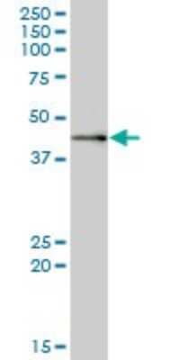 Western Blot: MRPS9 Antibody [H00064965-B01P] - Analysis of MRPS9 expression in human pancreas.