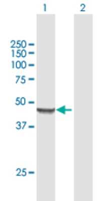 Western Blot: MRPS9 Antibody [H00064965-B01P] - Analysis of MRPS9 expression in transfected 293T cell line by MRPS9 polyclonal antibody.  Lane 1: MRPS9 transfected lysate(43.67 KDa). Lane 2: Non-transfected lysate.
