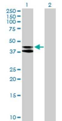 Western Blot: MRPS9 Antibody [H00064965-B02P] - Analysis of MRPS9 expression in transfected 293T cell line by MRPS9 polyclonal antibody.  Lane 1: MRPS9 transfected lysate(43.56 KDa). Lane 2: Non-transfected lysate.