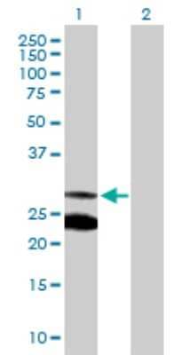 Western Blot: MRRF Antibody [H00092399-D01P] - Analysis of MRRF expression in transfected 293T cell line by MRRF polyclonal antibody.Lane 1: MRRF transfected lysate(29.30 KDa).Lane 2: Non-transfected lysate.