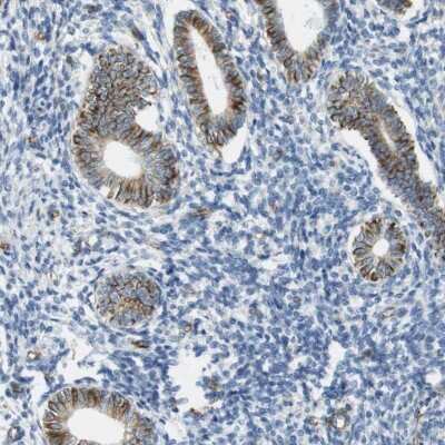 Immunohistochemistry-Paraffin: MS4A10 Antibody [NBP2-31998] - Staining of human corpus, uterine shows strong membranous and cytoplasmic positivity in glandular cells.