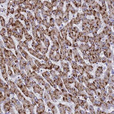 Immunohistochemistry-Paraffin MS4A13 Antibody - BSA Free