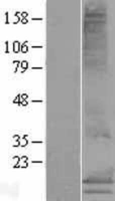 Western Blot MS4A15 Overexpression Lysate