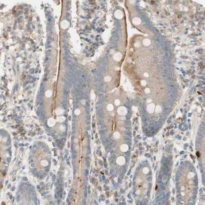 Immunohistochemistry-Paraffin MS4A8B Antibody