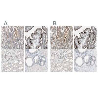 Immunohistochemistry-Paraffin MS4A8B Antibody