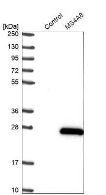 Western Blot MS4A8B Antibody