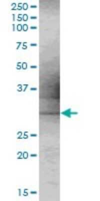 Western Blot: MSANTD3 Antibody [H00091283-B01P] - Analysis of C9orf30 expression in rat brain.