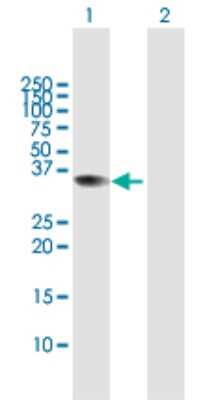 Western Blot: MSANTD3 Antibody [H00091283-B01P] - Analysis of C9orf30 expression in transfected 293T cell line by C9orf30 polyclonal antibody.  Lane 1: C9orf30 transfected lysate(30.25 KDa). Lane 2: Non-transfected lysate.