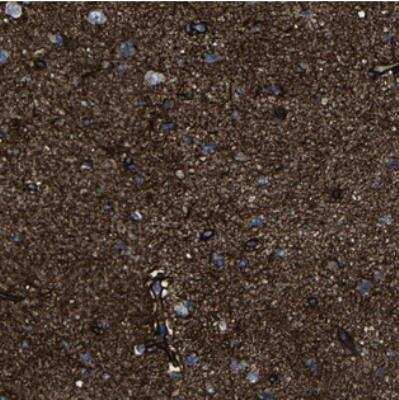 Immunohistochemistry MSANTD4 Antibody - BSA Free