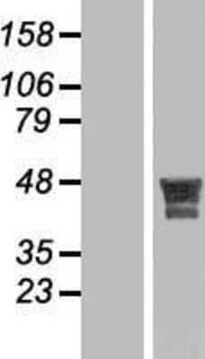 Western Blot MSANTD4 Overexpression Lysate