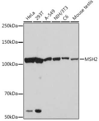 Western Blot: MSH2 Antibody (2L9I4) [NBP3-16692] - Western blot analysis of extracts of various cell lines, using MSH2 Rabbit mAb (NBP3-16692) at 1:1000 dilution. Secondary antibody: HRP Goat Anti-Rabbit IgG (H+L) at 1:10000 dilution. Lysates/proteins: 25ug per lane. Blocking buffer: 3% nonfat dry milk in TBST. Detection: ECL Basic Kit. Exposure time: 90s.