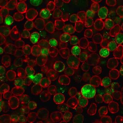 Immunocytochemistry/Immunofluorescence: MSH2 Antibody (MSH2/2622) - Azide and BSA Free [NBP3-08957] - Immunofluorescence staining of MOLT-4 cells using MSH2 Mouse Monoclonal Antibody (MSH2/2622) followed by goat anti- Mouse IgG-CF488 (green). Membrane are stained with Phalloidin (Red).