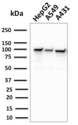 Western Blot: MSH2 Antibody (MSH2/2622) - Azide and BSA Free [NBP3-08957] - Western Blot Analysis of human HepG2, A549, and A431 cell lysate using MSH2 Mouse Monoclonal Antibody (MSH2/2622).