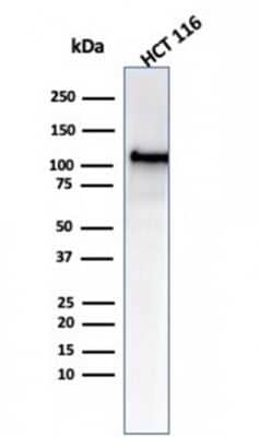 Western Blot: MSH2 Antibody (MSH2/6549R) - Azide and BSA Free [NBP3-08958] - Western blot analysis of HCT116 cell lysate using MSH2 Recombinant Rabbit Monoclonal Antibody (MSH2/6549R).