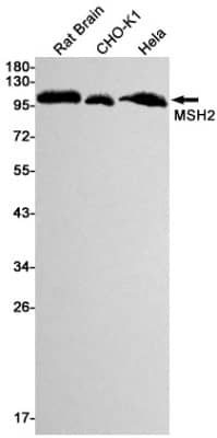 Western Blot: MSH2 Antibody (S04-8B4) [NBP3-19532] - Western blot detection of MSH2 in Rat Brain, CHO-K1, Hela cell lysates using NBP3-19532 (1:1000 diluted). Predicted band size: 105kDa. Observed band size: 105kDa.