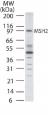 Western Blot: MSH2 Antibody [NB100-56428] - Analysis of MSH2 in HCT-116 using this antibody at 2 ug/ml.