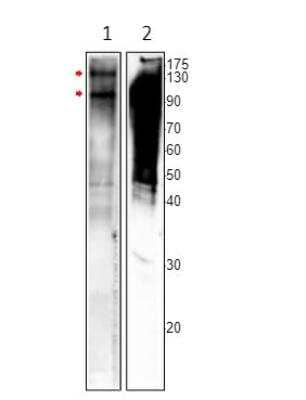 Western Blot: MSH4 Antibody [NBP3-12476] - 1. MSH4 antibody N-epitope. 2. MSH4 antibody C-epitope. Apparent MW is 100 and 150 KDa. 1:250 dilution in DilObuffer.