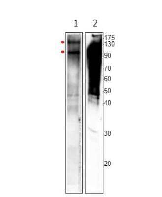 Western Blot: MSH4 Antibody [NBP3-12477] - 1. MSH4 antibody N-epitope. 2. MSH4 antibody C-epitope. Apparent MW is 100 and 150 KDa. 1:250 dilution in DilObuffer.
