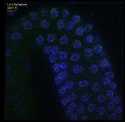 Immunofluorescence: MSH5 Antibody [38750002] -This image is specific to animal number Q2374