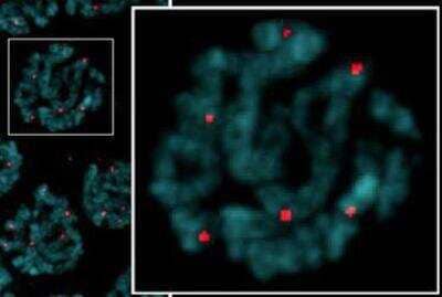 Immunofluorescence: MSH5 Antibody [38750002] - This image is specific to animal number SDQ2376 1:10K Affinity Purified - Staining in N2 