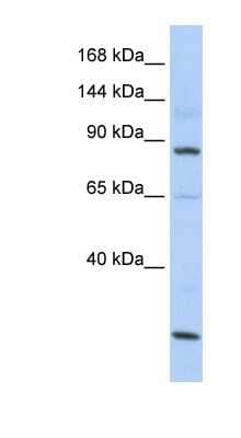 Western Blot: MSH5 Antibody [NBP1-58158] - HepG2 cell lysate, concentration 0.2-1 ug/ml.