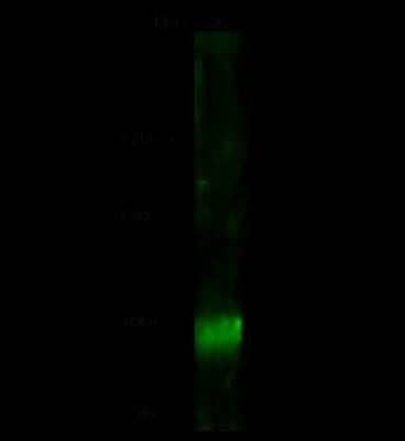 Western Blot: MSH5 Antibody [NBP2-98819] - Anti-MSH5 rabbit polyclonal antibody at 1:500 dilution. Lane A: HL-60 Whole Cell Lysate. Lysates/proteins at 30 ug per lane. Secondary Goat Anti-Rabbit IgG H&L (Dylight 800) at 1/10000 dilution. Developed using the Odyssey technique. Performed under reducing conditions. Predicted band size: 93 kDa. Observed band size: 93 kDa