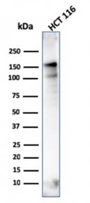 Western Blot: MSH6 Antibody (MSH6/3086) - Azide and BSA Free [NBP2-79846] - Western Blot Analysis of HCT116 cell lysate using MSH6 Antibody (MSH6/3086).