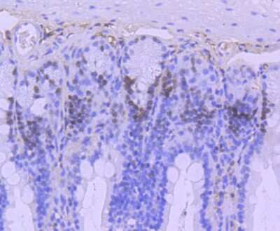 Immunohistochemistry-Paraffin: MSH6 Antibody (SP08-02) [NBP2-67379] - Analysis of paraffin-embedded mouse colon tissue using anti-MSH6 antibody. Counter stained with hematoxylin.