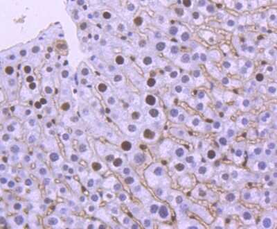Immunohistochemistry-Paraffin: MSH6 Antibody (SP08-02) [NBP2-67379] - Analysis of paraffin-embedded mouse liver tissue using anti-MSH6 antibody. Counter stained with hematoxylin.