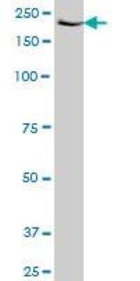 Western Blot: MSK1/RPS6KA5 Antibody (2B11) [H00009252-M01] - RPS6KA5 monoclonal antibody (M01), clone 2B11. Western Blot analysis of RPS6KA5 expression in HeLa ( Cat # L013V1 ).