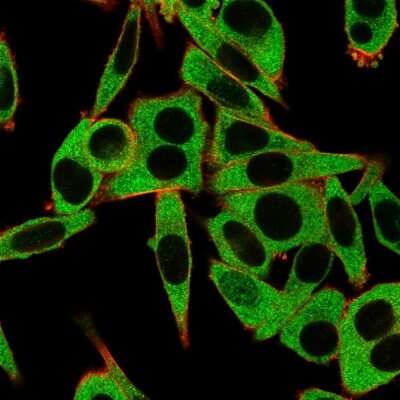 Immunocytochemistry/Immunofluorescence: MSK1/RPS6KA5 Antibody (PCRP-RPS6KA5-1A8) [NBP3-07556] - Immunofluorescence Analysis of HeLa cells using MSK1/RPS6KA5 Mouse Monoclonal Antibody (PCRP-RPS6KA5-1A8) followed by goat anti- Mouse IgG-CF488 (green). CF640A phalloidin (red).