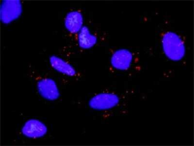Proximity Ligation Assay: MSK1/RPS6KA5 Antibody [H00009252-D01P] - Analysis of protein-protein interactions between RPS6KA5 and EGF. HeLa cells were stained with anti-RPS6KA5 rabbit purified polyclonal 1:1200 and anti-EGF mouse monoclonal antibody 1:50. Each red dot represents the detection of protein-protein interaction complex, and nuclei were counterstained with DAPI (blue).