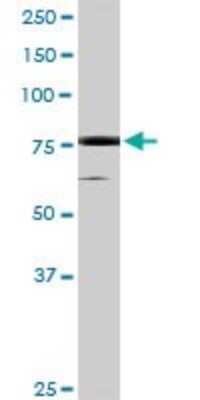 Western Blot: MSK1/RPS6KA5 Antibody [H00009252-D01P] - Analysis of RPS6KA5 expression in rat brain.