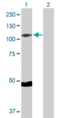 Western Blot: MSK1/RPS6KA5 Antibody [H00009252-D01P] - Analysis of RPS6KA5 expression in transfected 293T cell line by RPS6KA5 polyclonal antibody.Lane 1: RPS6KA5 transfected lysate(89.90 KDa).Lane 2: Non-transfected lysate.