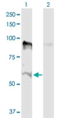 Western Blot: MSL2L1 Antibody [H00055167-D01P] - Analysis of MSL2 expression in transfected 293T cell line by MSL2 polyclonal antibody.Lane 1: MSL2L1 transfected lysate(62.50 KDa).Lane 2: Non-transfected lysate.